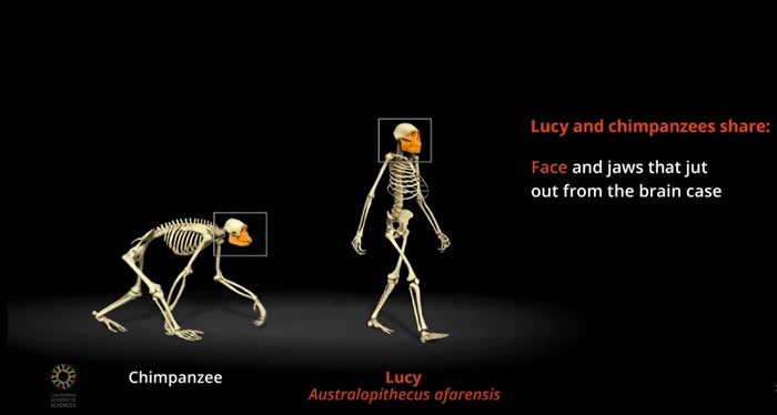 为纪念1974年11月24日发现露西化石google首页放人类进化直立行走动态