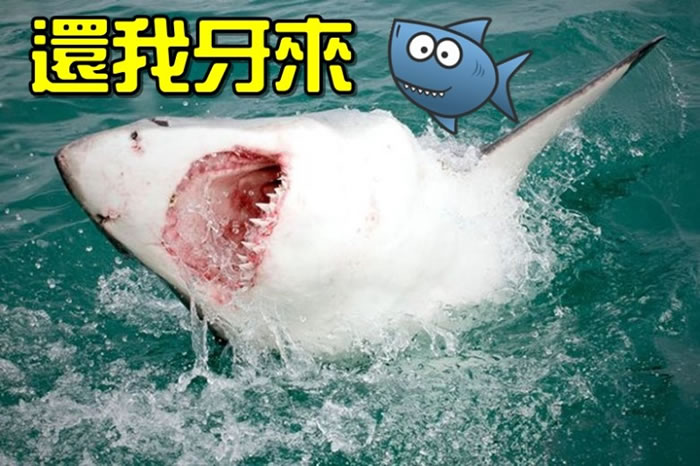 美国摄影师拍到失去一整排牙齿的凶猛大白鲨