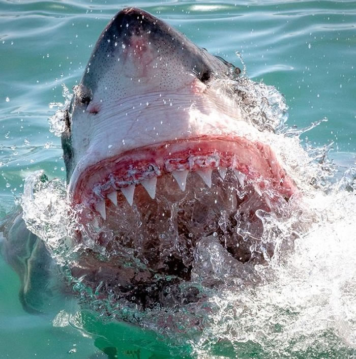 美国摄影师拍到失去一整排牙齿的凶猛大白鲨