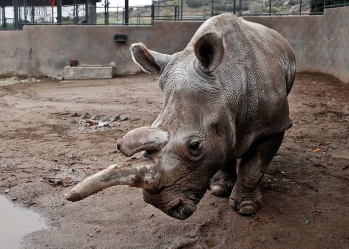 北非白犀牛55年内减少2千只 - 神秘的地球 科学|自然|地理|探索