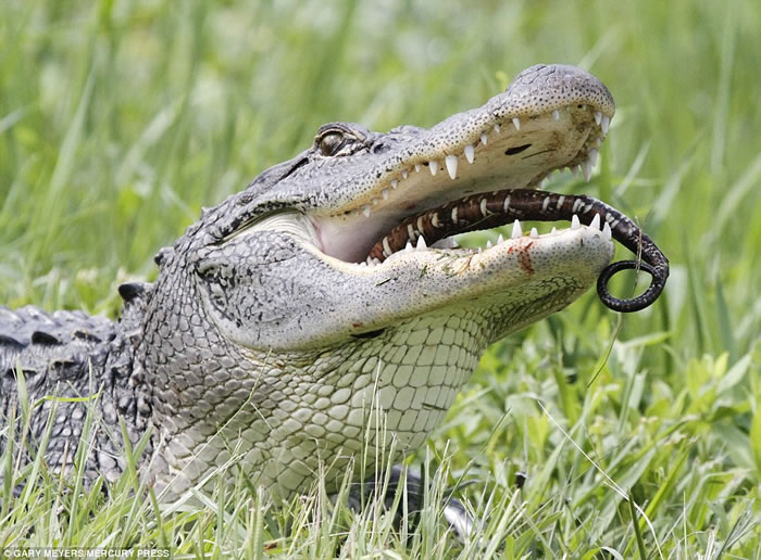 摄影师在美国路易斯安那州杰佛森岛抓拍到短吻鳄吞食蛇和乌龟的血腥