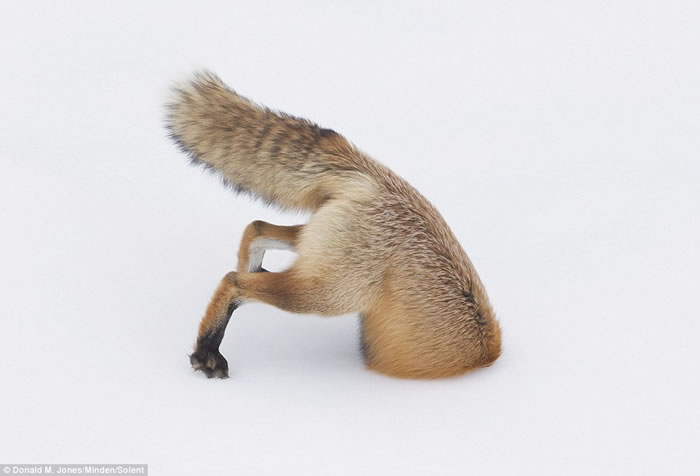 美国摄影师在黄石公园抓拍到红狐腾空而起钻入雪地中