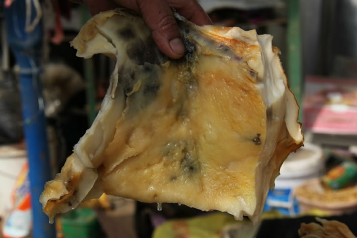 辽宁村民意外在山上捡到重达70公斤俗称肉灵芝的"太岁"