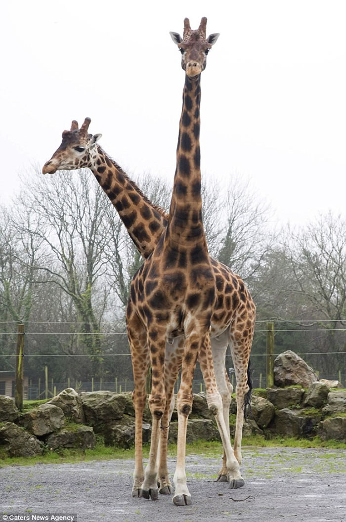 英国动物园一只长颈鹿身高达58米可能成为世界上最高的长颈鹿