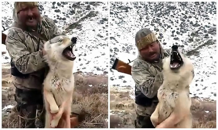 哈萨克斯坦猎人虐狼开车碾压并用脚踢它的头部