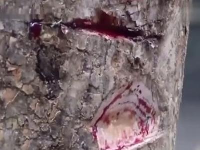 ���ɱ��洦�����С�Ѫ�ۡ���