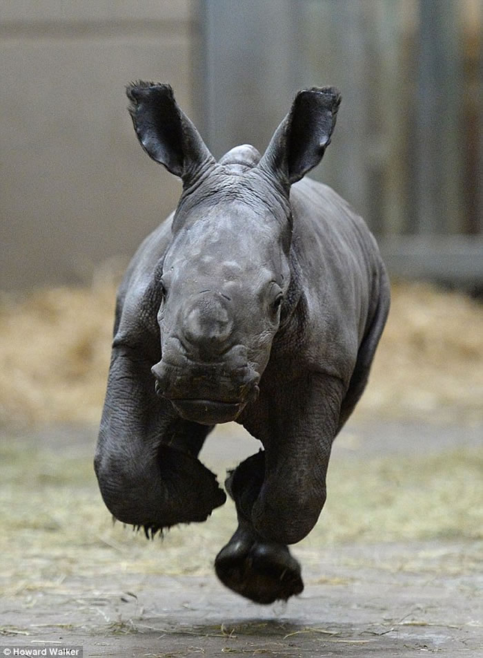英国诺斯利野生动物园诞下罕见白犀牛