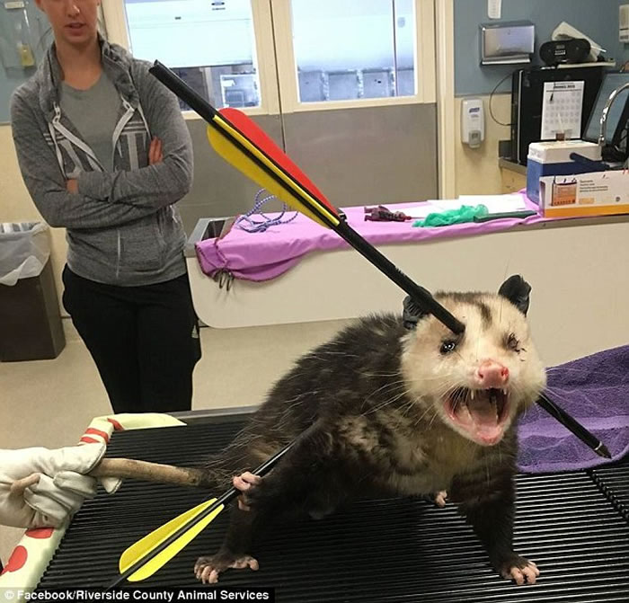 看见都觉得痛美国加州负鼠惨中穿头箭不死