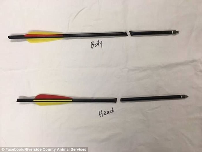 看见都觉得痛美国加州负鼠惨中穿头箭不死