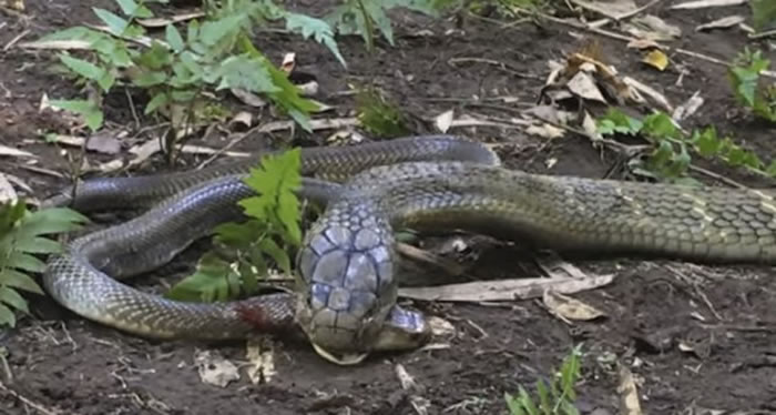 澳洲13岁少年millerwilson前往印尼巴里岛拍摄到眼镜王蛇吃掉射毒眼镜