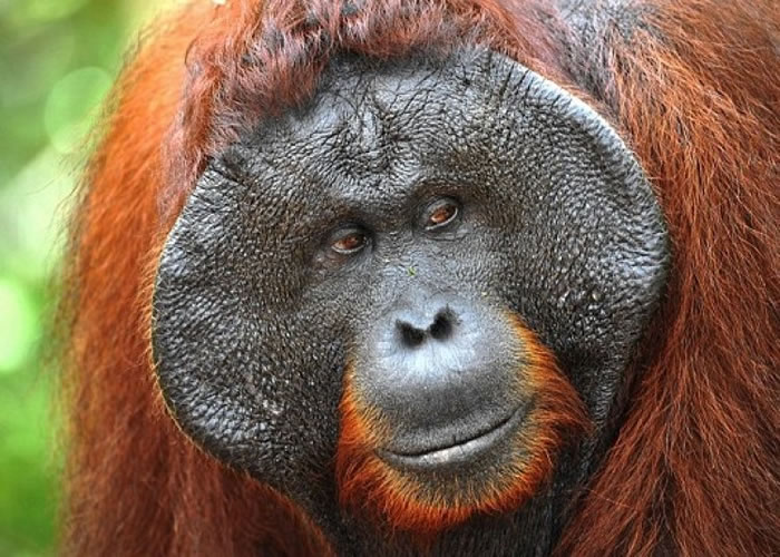 研究发现猩猩也会找男伴出头