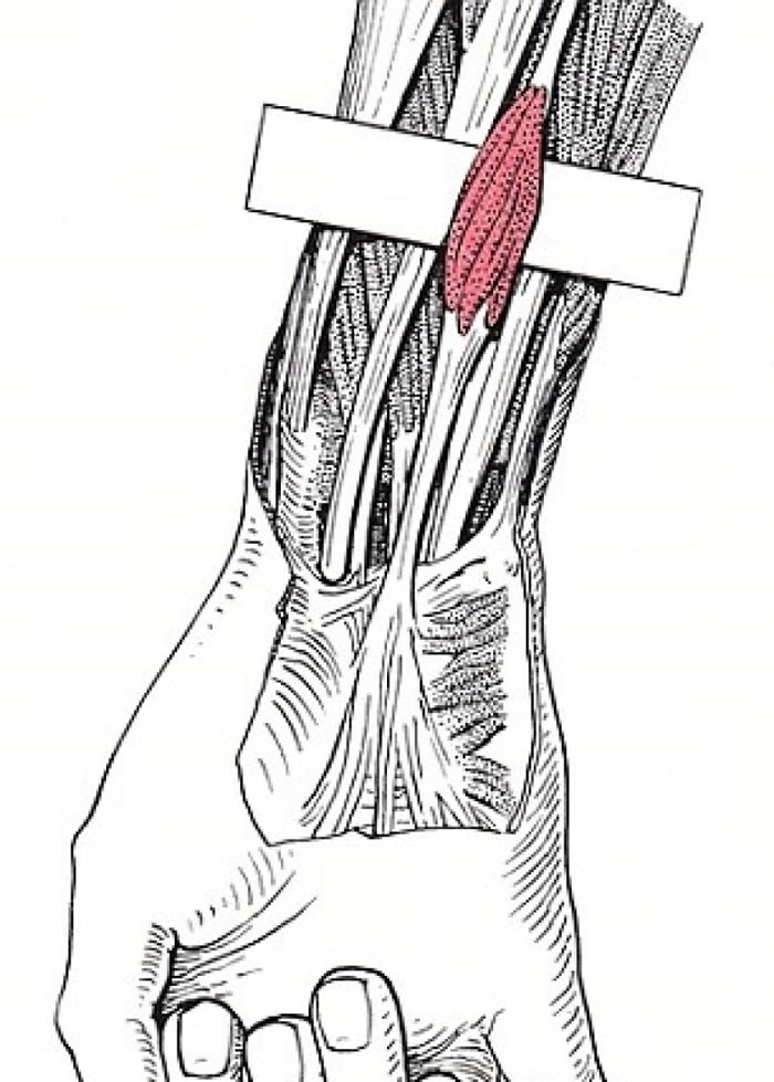 检查你手腕下有没有"掌长肌"突出来 有就证明你遗传到人类祖先留下来