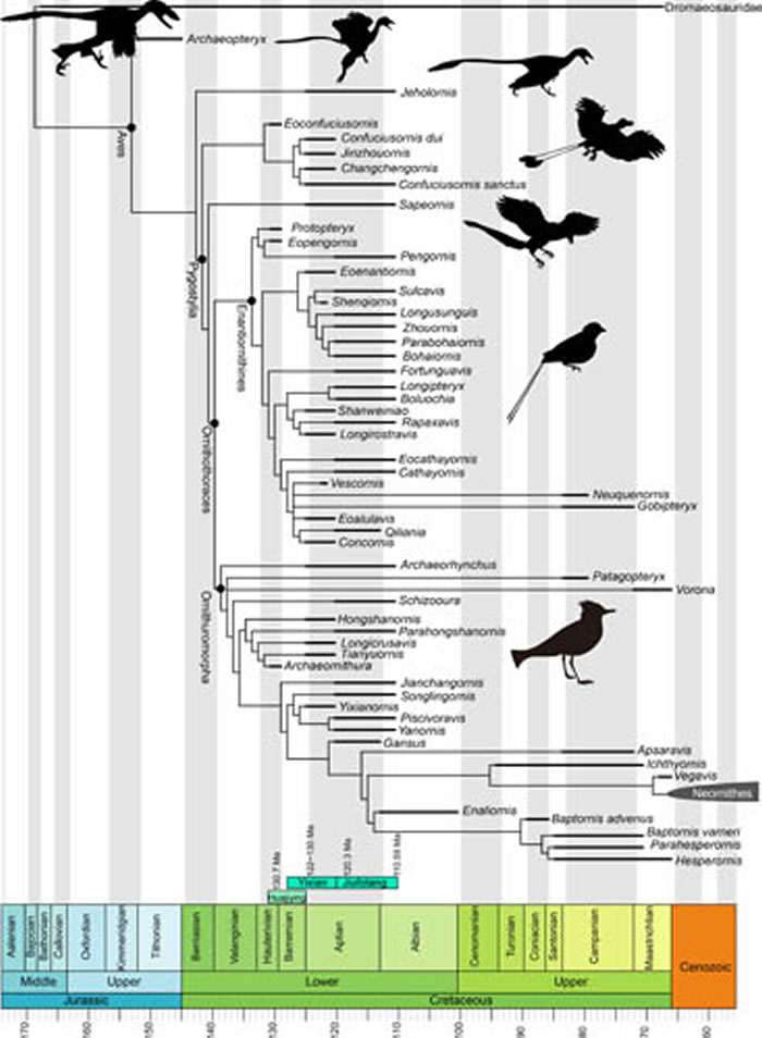 研究表明早白垩世鸟类各个支系的演化速率不均一早期演化主要受飞行