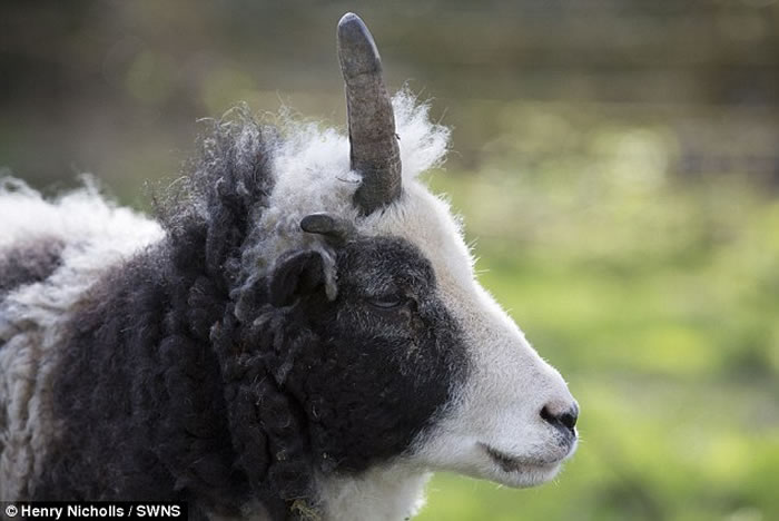 英国出现独角兽绵羊peanut因头上一只长角意外成为当地明星萌宠