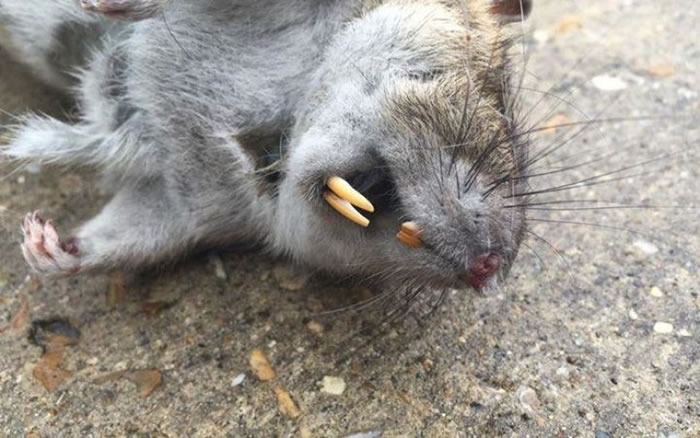 相关视频:令人震惊的大老鼠 (神秘的地球报道)英国近年频频出现吓人巨