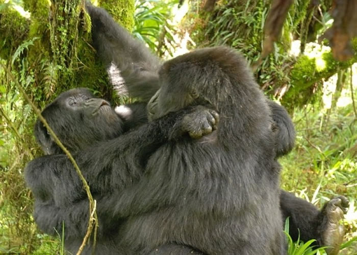 澳洲生物人类学家首度拍下大猩猩同性性行为照片