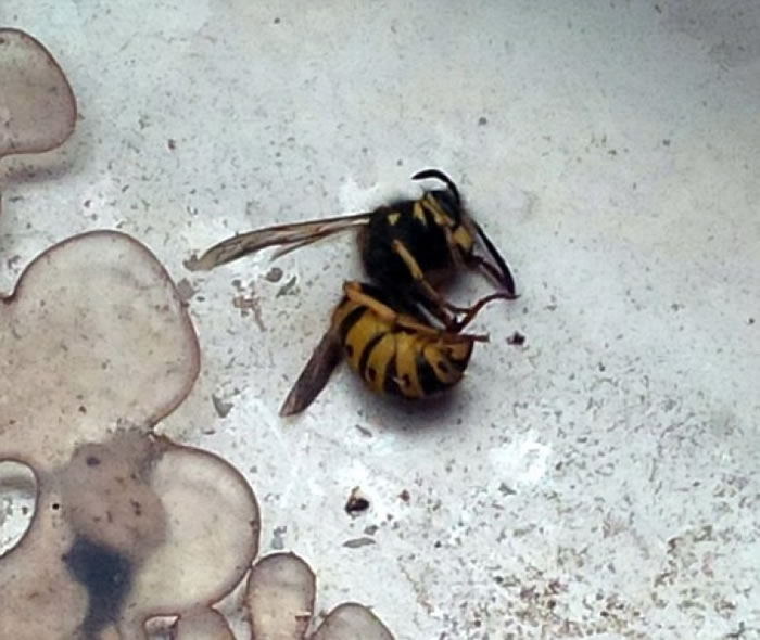 罗伯茨用报纸将亚洲虎头蜂打死.