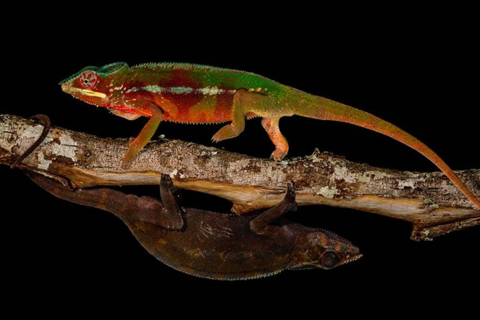 变色龙照镜子会发生什么事