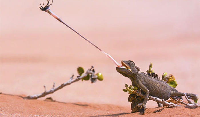 蜥蜴超长的舌头和快速的进食众所周知,正如上面这段视频所示,但它们