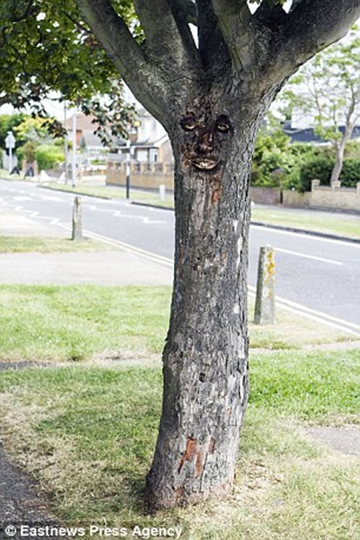 英国肯维岛一夜之间出现人脸树