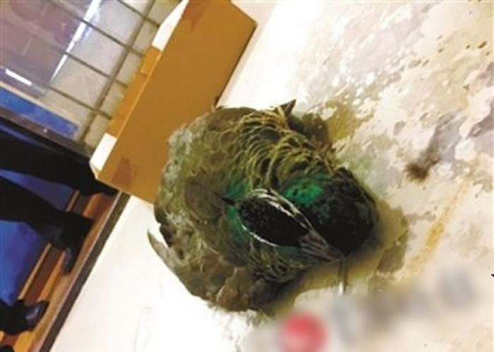 重庆屋苑"天降"珍稀蓝孔雀 险砸中六旬妇