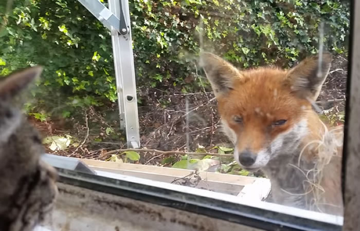 初次见面请多指教英国野生狐狸和家中猫咪隔着玻璃互相打量