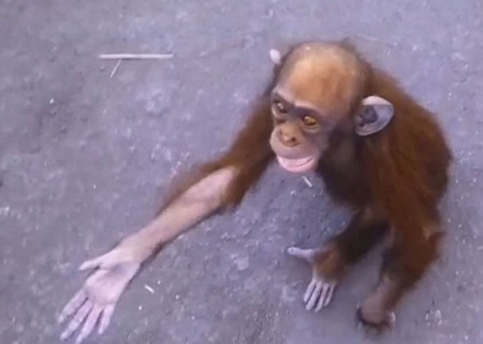 母亲被猎人杀害刚果民主共和国濒死小猩猩伸手求助