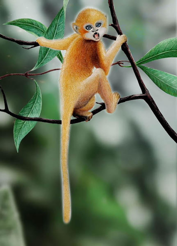 《世纪曙猿概览》由科学出版社出版发行