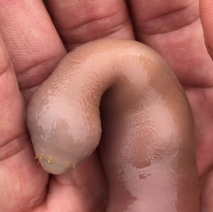 俗称海肠的海洋生物单环刺螠有个很猥琐的英文名字中国阴茎鱼