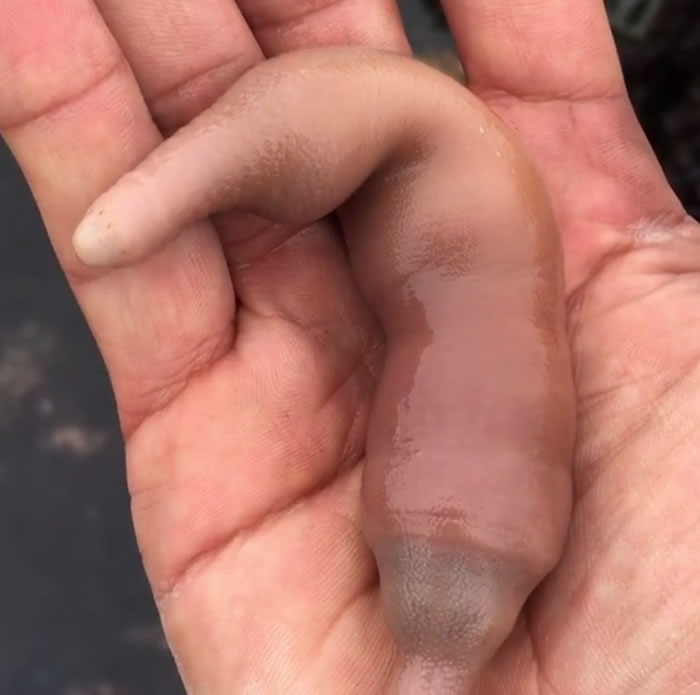 俗称海肠的海洋生物单环刺螠有个很猥琐的英文名字中国阴茎鱼