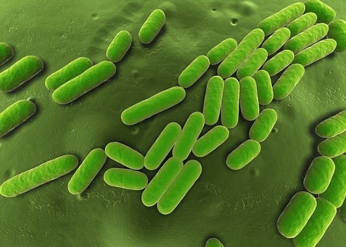 枯草杆菌(图)暴露在过氯酸铝下极速死亡.