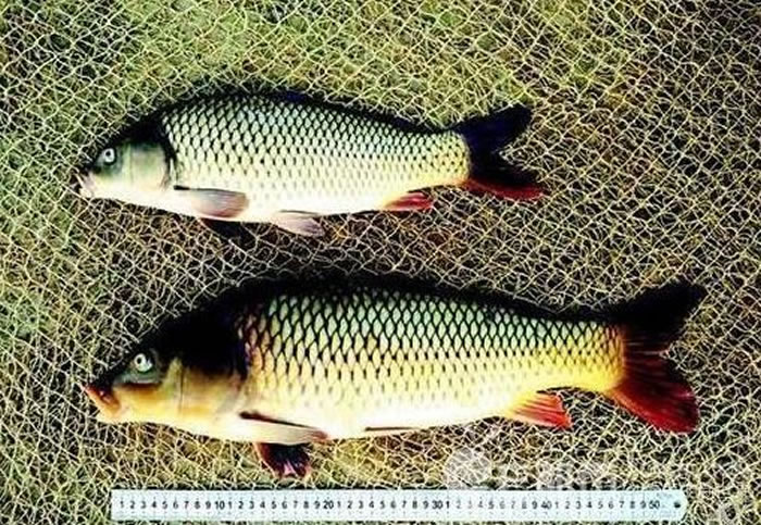 中国科学家称比美国早3年研发转基因鱼 冠鲤成长速度快一倍
