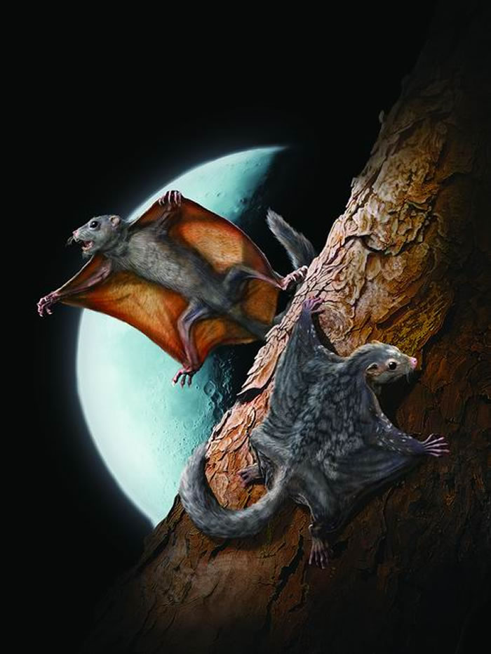 双钵翔齿兽复原图 赵闯绘