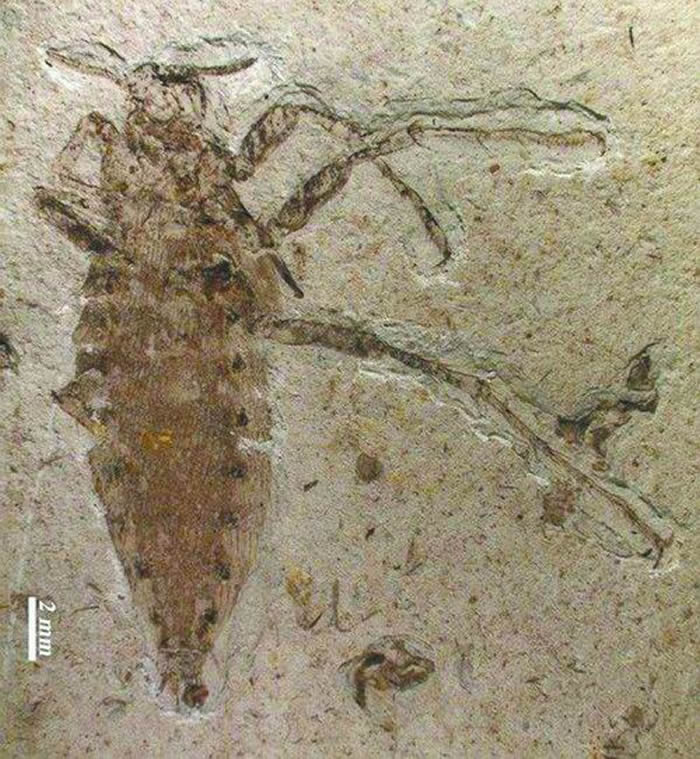 昆虫狂人黄迪颖解开昆虫化石界很重要的两大谜团