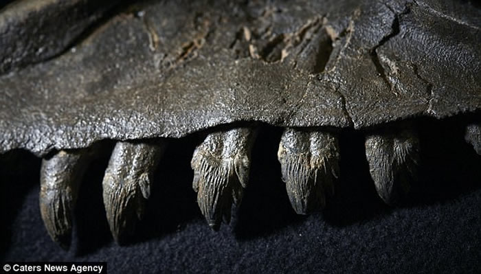 澳洲科学家新证据指远古须鲸或拥有与狮子类近的锋利牙齿或改写鲸鱼