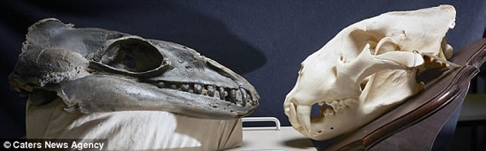 澳洲科学家新证据指远古须鲸或拥有与狮子类近的锋利牙齿或改写鲸鱼