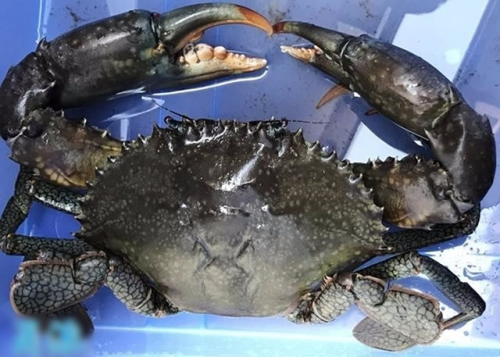 6公斤野生大青蟹