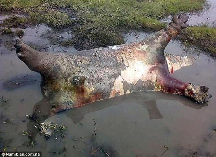 非洲纳米比亚国家公园河马疑似感染炭疽病一周内109只接连死亡