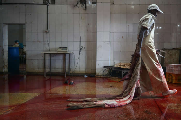 这里是肯亚一间已获许可的驴子屠宰场,一名工人拖着一张将要处理的