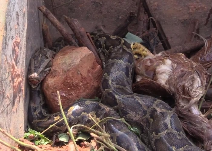 3米长大蟒蛇出没广东梅州被擒即吐出两只大肥鸡