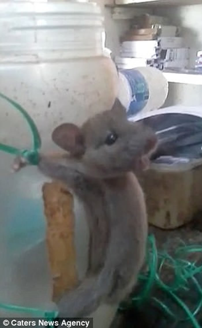 印度迈索尔店主饱受鼠患将老鼠大字绑鞭打