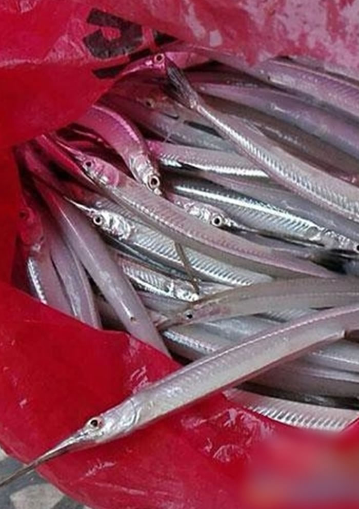 淡水颌针鱼江西鄱阳县河流水质改善长嘴鱼绝迹20年重现