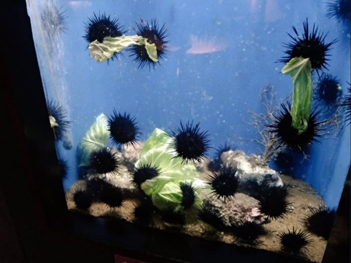 内容是一群饥肠辘辘的海胆在水族