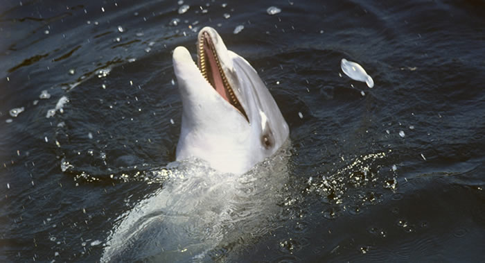 喀麦隆驼海豚未来数年可能因为被渔船捕获而从地球上消失