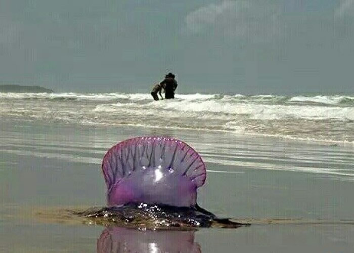 泰国宋卡府苏梅岛等地海滩剧毒僧帽水母为患