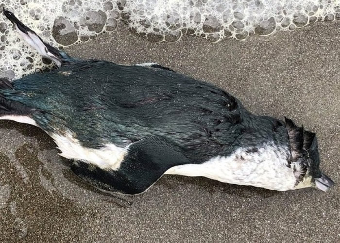 小蓝企鹅的集体死亡,相信是缺乏食物,无力抵御恶劣天气所致.