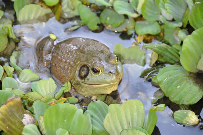 美国牛蛙(rana catesbeiana)是从美国通过日本引进到台湾的.