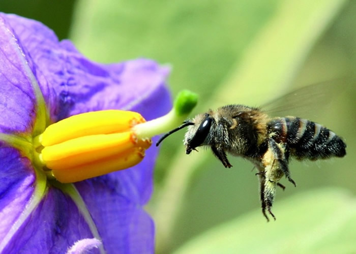 蜜蜂传播花粉,为人类提供食物担当重要角色.