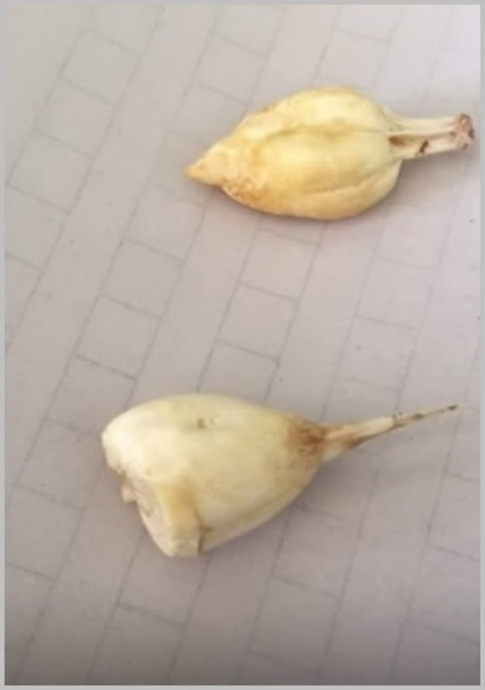 福建省厦门市男子煮鱼惊见"鱼宝" 称有人开价百万