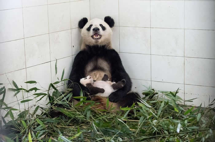 摄影师艾美维泰尔花三年时间在中国拍摄大熊猫萌照不好拍